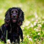 Short Hair English Springer Spaniel: The Perfect Breed For Low-Maintenance Pet Owners!