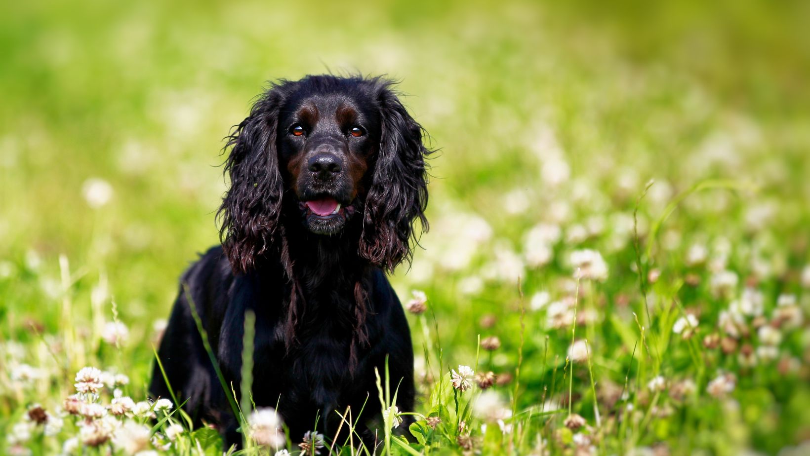 Short Hair English Springer Spaniel: The Perfect Breed For Low ...