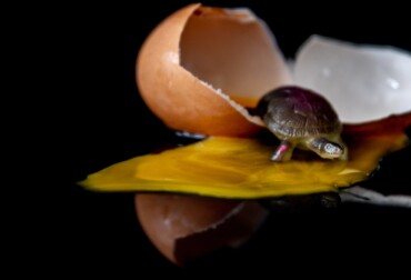 how to hatch turtle eggs in minecraft