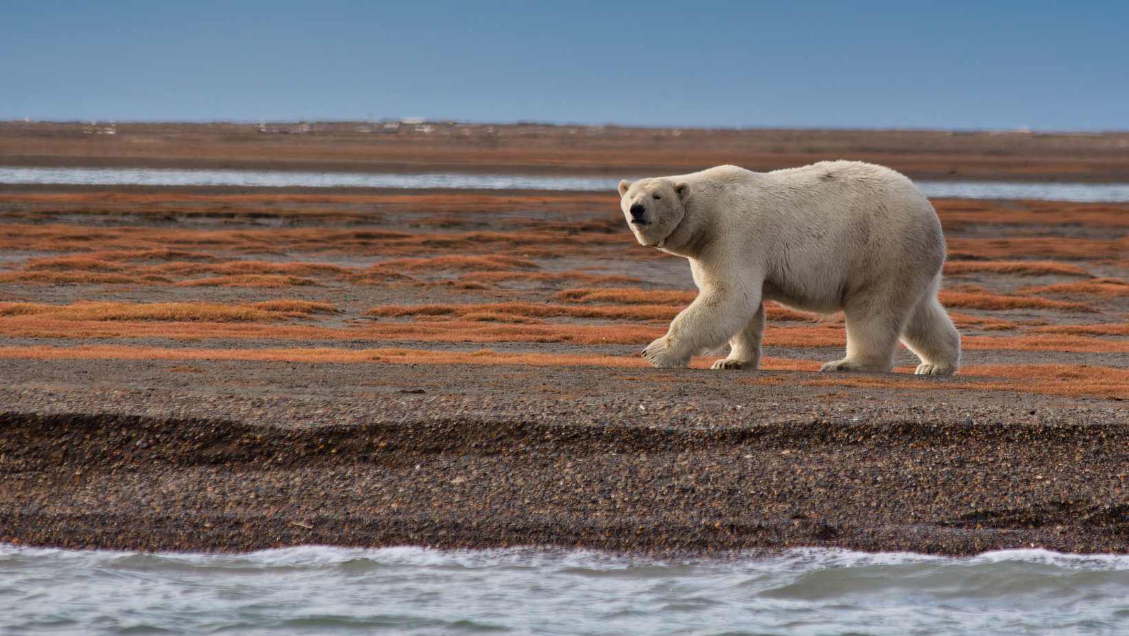How to tame a polar bear in minecraft the ultimate guide