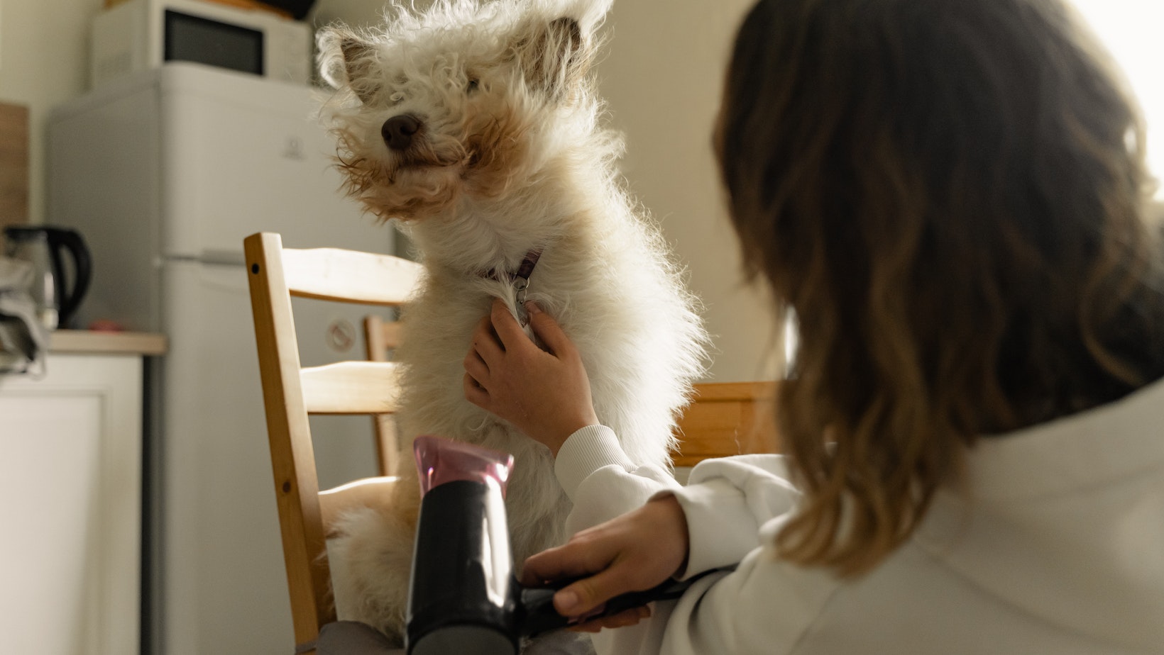 Discover The Reason Why Don't Dogs Like When You Blow in Their Face