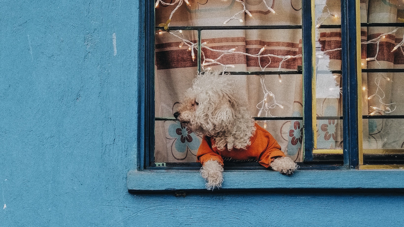 Neglectful Behavior If Someone Leaves a Dog at Your House, How Long