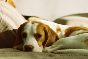 beagle puppies for sale near me