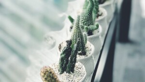 cactus wallpaper iphone