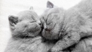 pp kucing couple